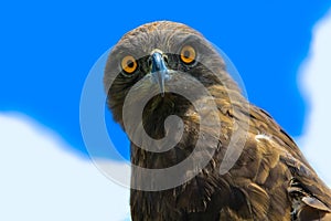 Brown Snake Eagle