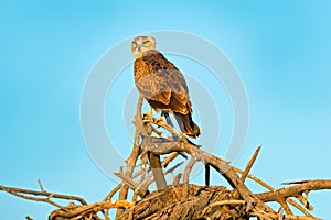 Brown snake eagle, Circaetus cinereus, bird with grey plumage. Eagle sitting on the top of the tree, blue sky in the background. W