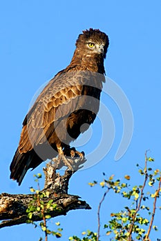 Brown Snake Eagle (Circaetus cinereus)