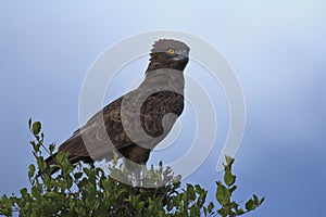 Brown Snake Eagle - Circaetus cinereus