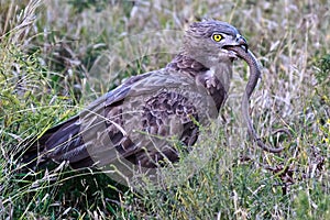 Brown snake eagle with its prey