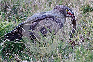 Brown snake eagle with its prey