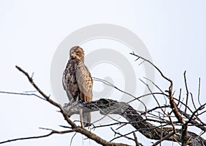 Brown snake eagle at the Nxai Pan Nationalpark in Botswana