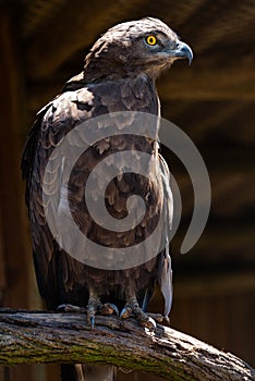 A Brown Snake Eagle perched on a tree branch in an aviary