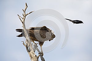 Brown Snake Eagle in tree is pestered by a Fork Tailed Drongo