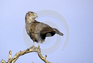 Brown Snake Eagles (Circaetus cinereus)