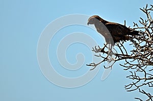 Brown Snake Eagles (Circaetus cinereus)