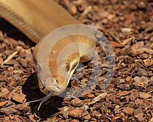 Brown snake with forked tongue photo