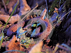 Brown snake at the grass near rock