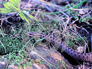 Brown snake at the grass near rock
