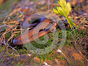 Brown snake at the grass near rock