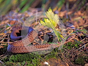 Brown snake at the grass near rock
