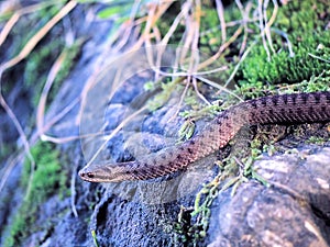 Brown snake at the grass near rock