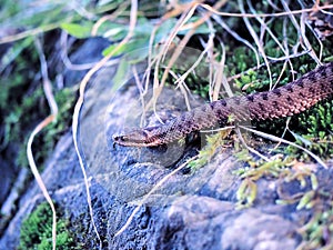 Brown snake at the grass near rock