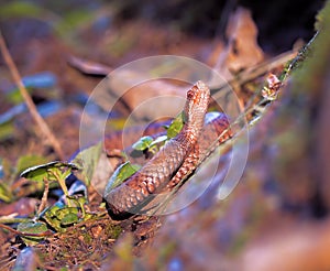 Brown snake at the grass near rock