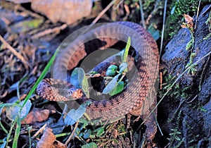Brown snake at the grass near rock