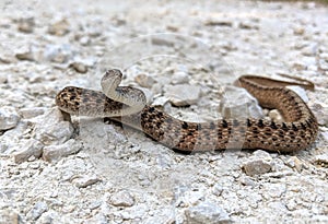 A brown snake holds an S position while resting on a gravel surface.
