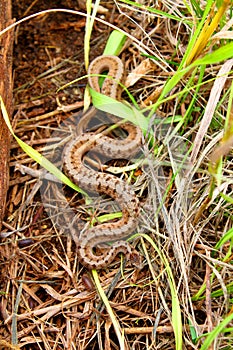 Brown Snake Illinois Prairie