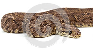 Brown snake with keeled scales and a triangular head. It has a mottled pattern of photo