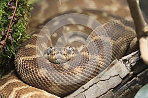 Brown snake Rough-scaled python having rest photo