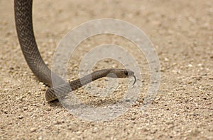 Brown snake on sand