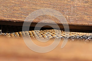 Brown Snake Scales on Step