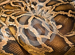 Brown snake skin