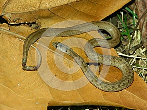 Brown Snake (Storeria dekayi)