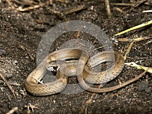 Brown Snake (Storeria dekayi)