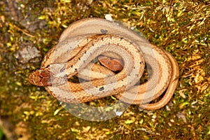 Brown Snake (Storeria dekayi)