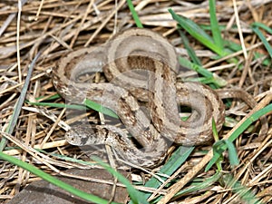 Brown Snake (Storeria dekayi)