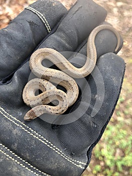 Brown Snake Storeria dekayi