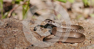 Brown snake - Storeria dekayi -