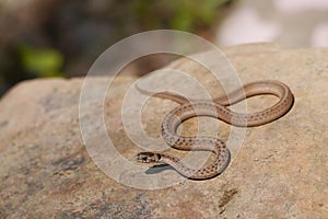 Brown snake - Storeria dekayi -