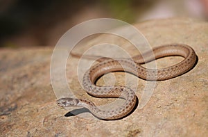 Brown snake