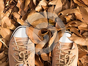 Brown sneakers stand on autumn dry leaves falling on floor background