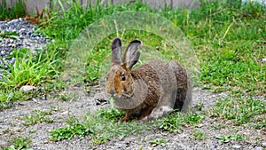 Brown snowshoe hare eating green grass close up.