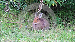 Brown snowshoe hare eating green grass close up.