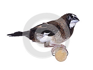 Brown Society Finch bird on white background