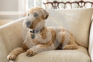 A brown, soft-coated wheaten terrier and poodle mix dog on a chair.
