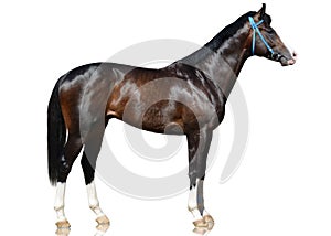 The brown solored sport horse stand isolated on white background.