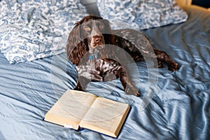 A brown spaniel lies on the bed with a book and yawns