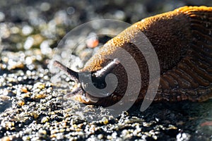 Brown spanish slug hurrying over asphalt..