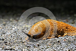 Brown spanish slug hurrying over asphalt..