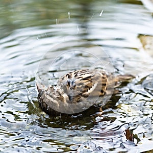 Brown sparrow