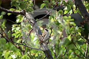 A brown sparrow eating on a tree