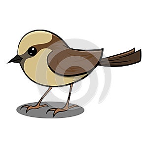 Brown Sparrow Flying in Air. Cute Brown Bird. Birds from Different parts of World. Common Birds.