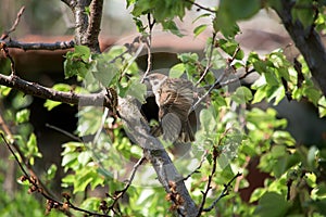 A brown sparrow landing  on a tree in a garden
