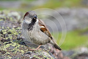 Brown sparrow sitting on a stone