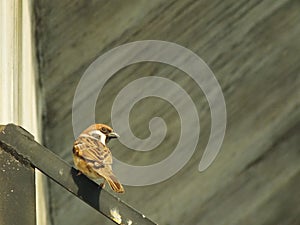 Brown sparrows bird perch on a metal pipe